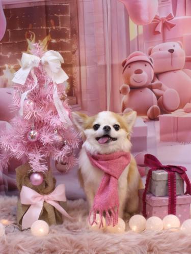 20241230くうくん